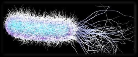 60-70 %, MRSA,