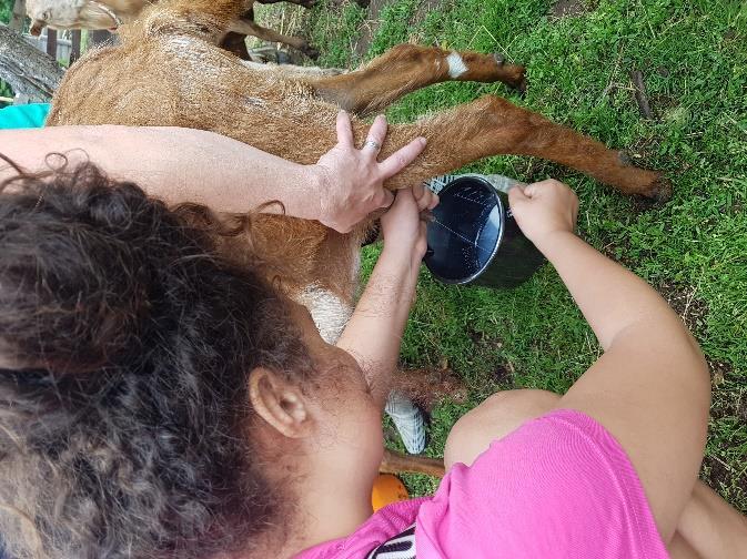 Jako překvapení si děti mohly podojit kozu, což byl pro ně nezapomenutelný zážitek.