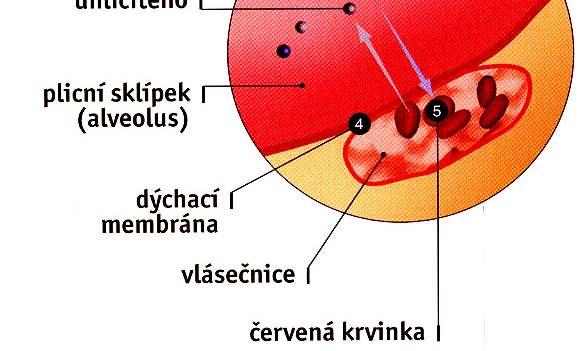 6,00 kpa Dochází k rozpouštění O2 ve vlhké