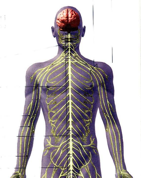 Nervová soustava Se skládá z mozku, míchy a periferních nervů.