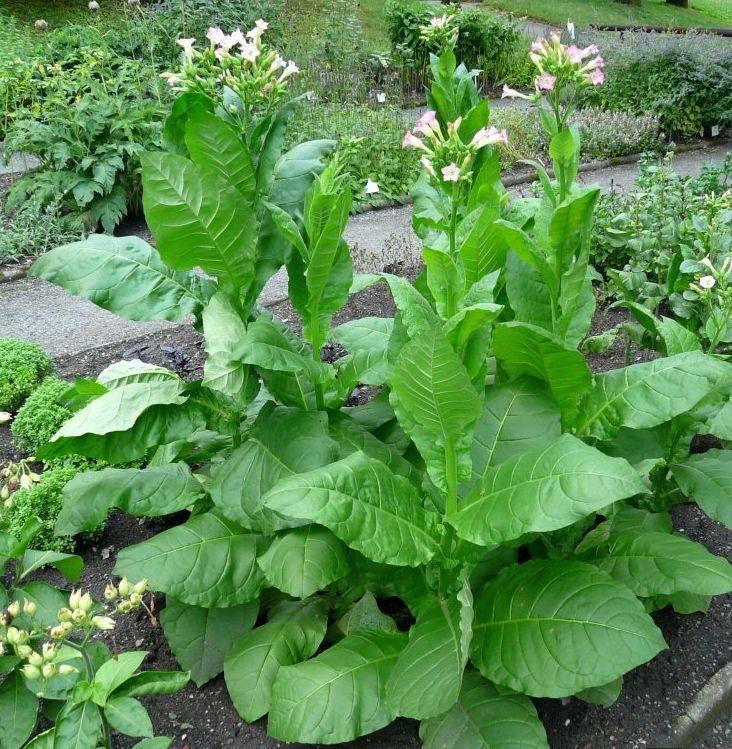 Tabákové rostliny Čeleď lilkovité Rod Nicotiana (Tabák) blízce příbuzné: blín, durman Používají se odrůdy tabáku virginského (Nicotiana