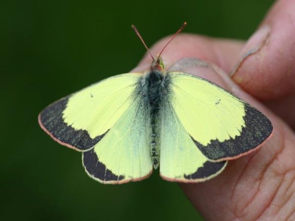 aquilonaris