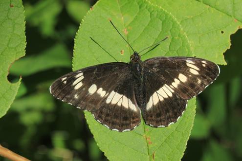 Limenitis camilla