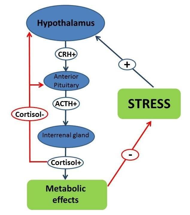 Stresová odpověď Stresor aktivuje hypotalamus - vyplaví se kortikotropní stimulační hormon - Corticotropin Releasing Hormone (CRH) a aktivuje sympatikus.