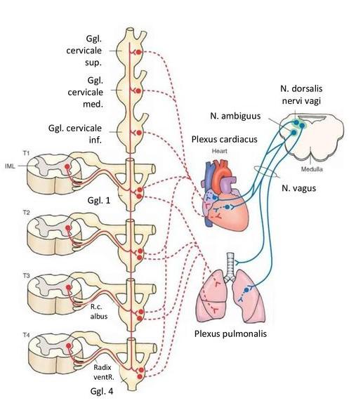 Nervy, ganglia a pleteně Parasympaticus čistě pasasympatická jsou pouze jádra hlavových nervů: Nervus oculomotorius ganglion ciliare Nervus facialis ganglion pterygopalatinum, submandibulare Nervus