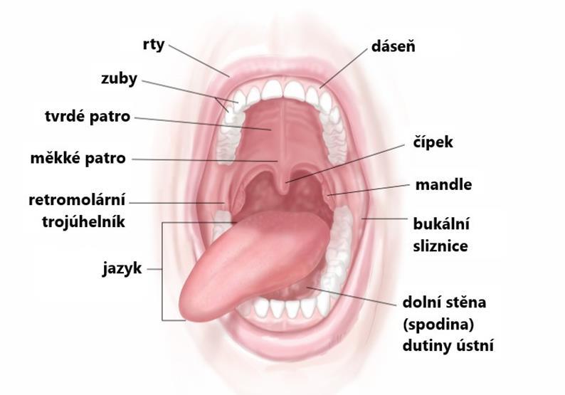 přístupem kyslíku, jsou typičtí obligátní anaerobové, např. Fusobacterium (Simón-Soro a kol. 2013).