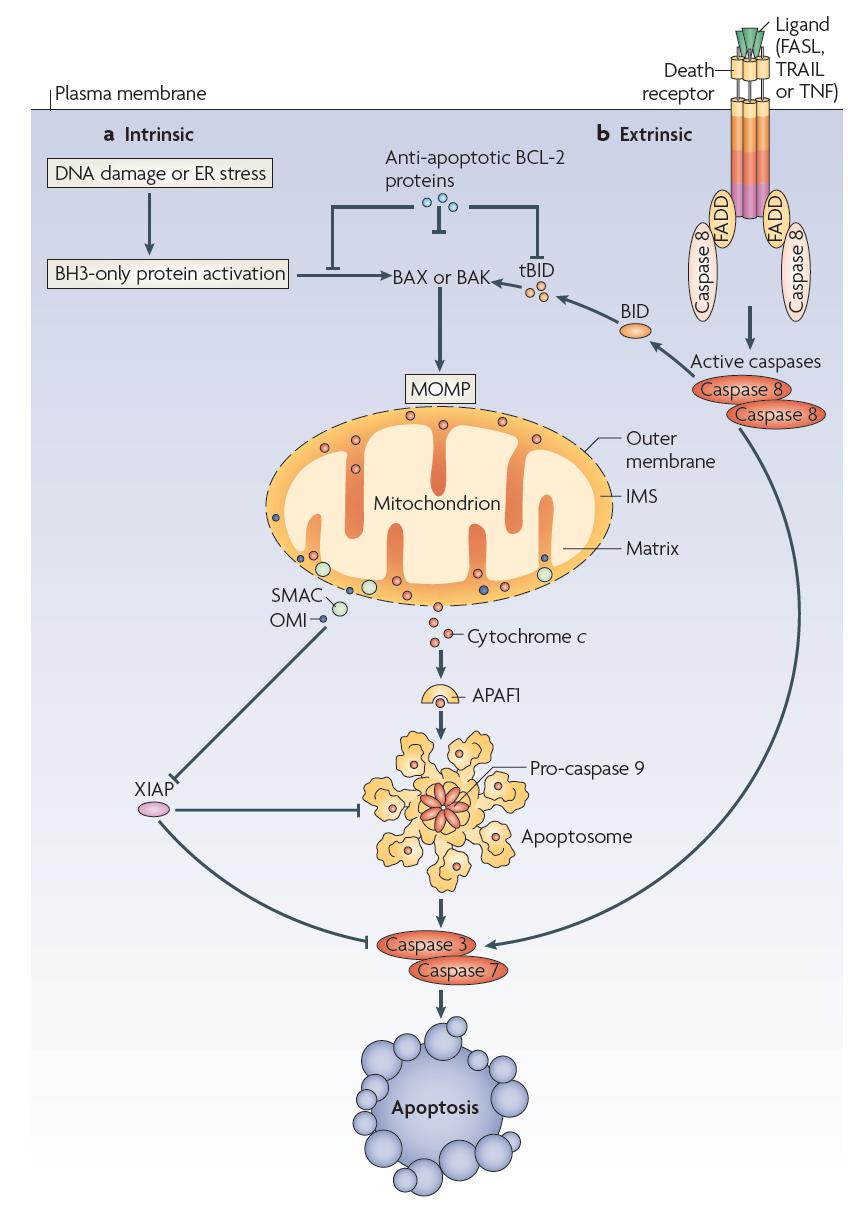 Vnitřní (mitochondriální,