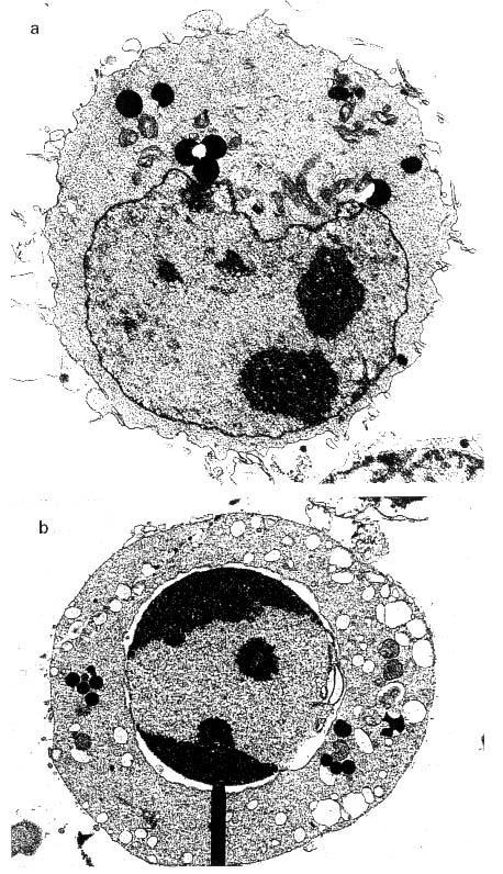 Viabilní a apoptotické