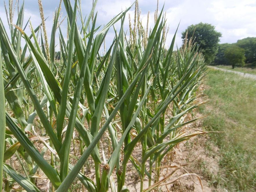 Meteorologické příčiny sucha 2018 ve srovnání se suchem 2015 obsahuje vyčerpávající příspěvek v rubrice Téma (strana 18).