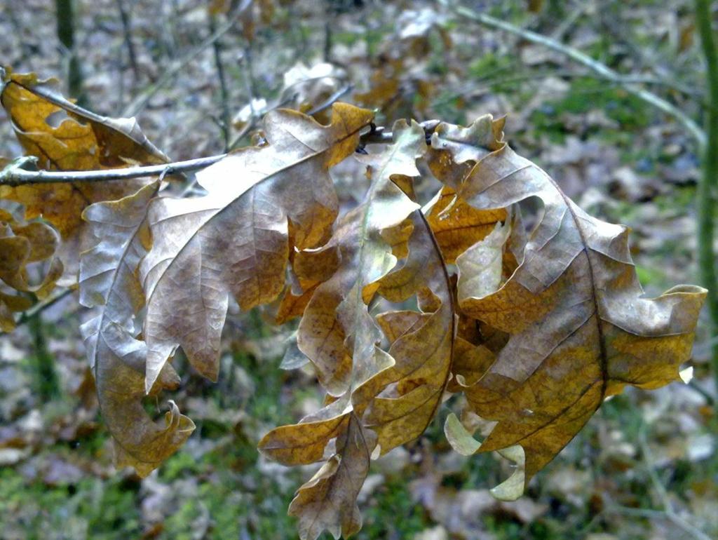 kotlík (foto: autor)  6