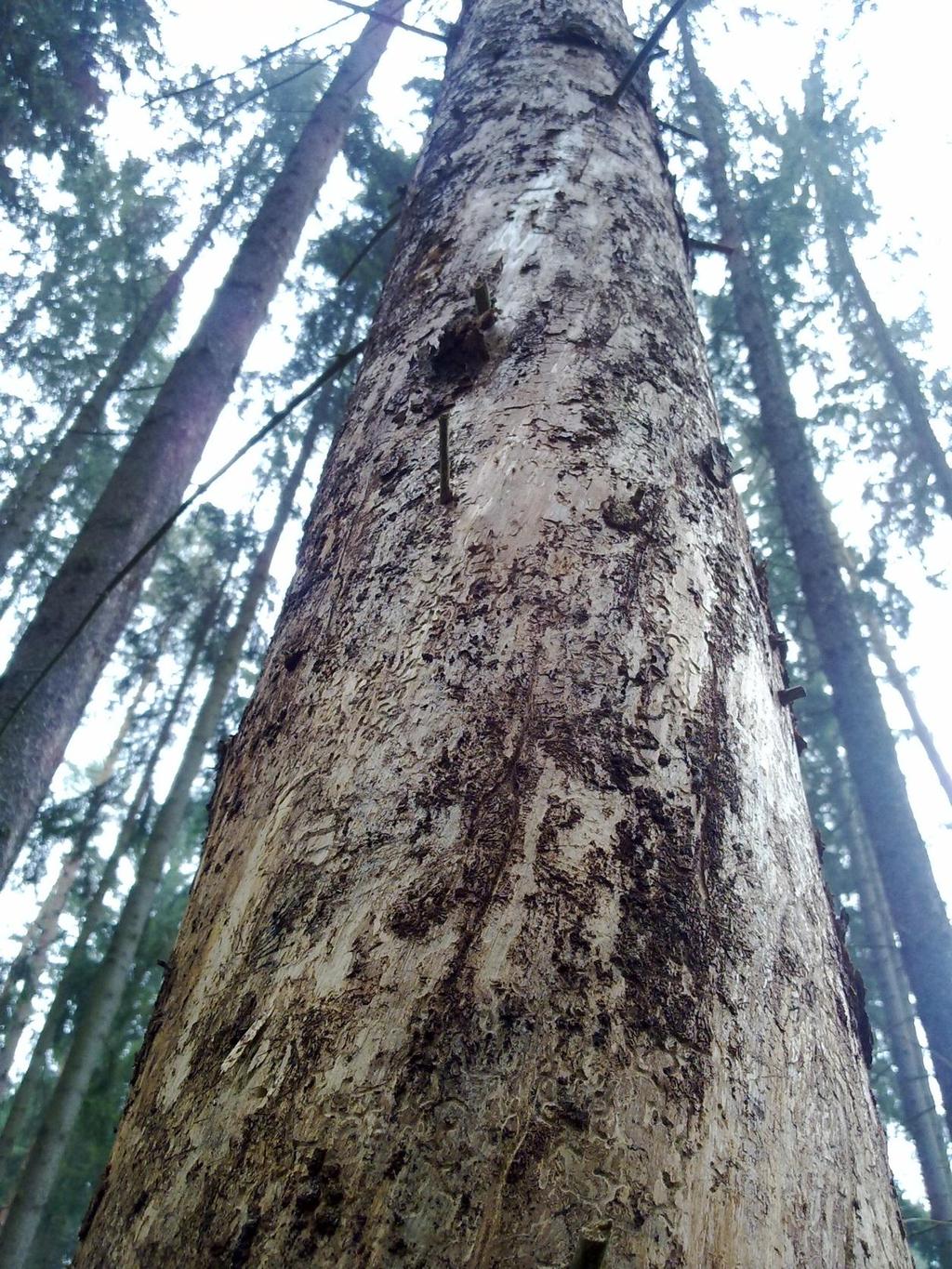 Příloha č.