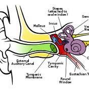 ANATOMIE