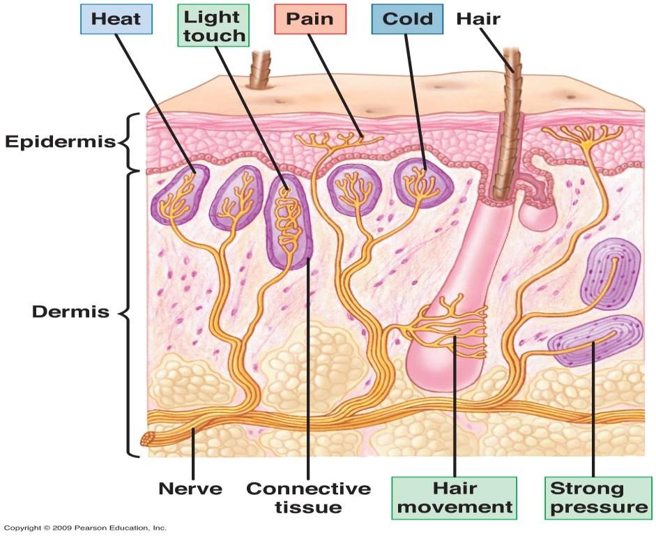 Receptor