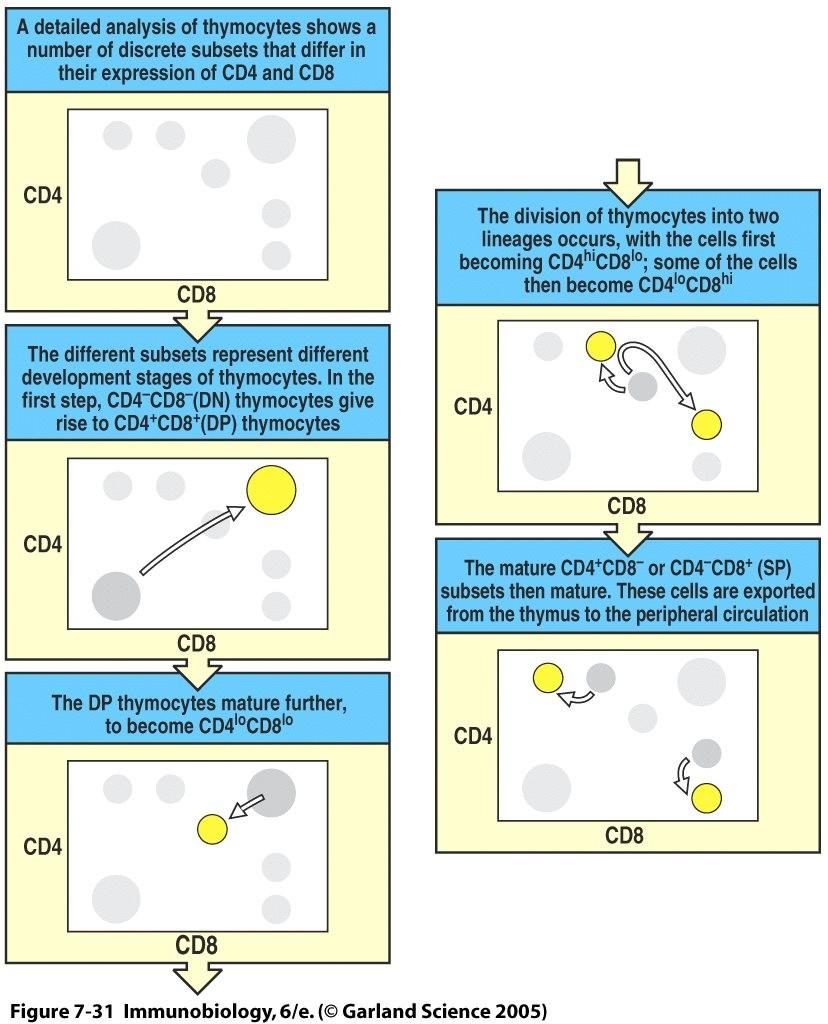 Nezralé CD3 -(jen v cytoplasmě) 4-8 - dvakrát-negativní tymocyty Vývoj T-lymfocytů g:d + CD3 + 4-8 - pta:b + CD3 + 4 + 8 + velké dvakrát-pozitivní