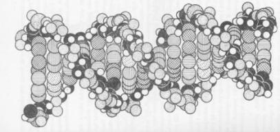 Podobnost lze podle Luhmanna nalézt u biologických prvoků, tedy živých organismů (Berghaus, 2004: 34).