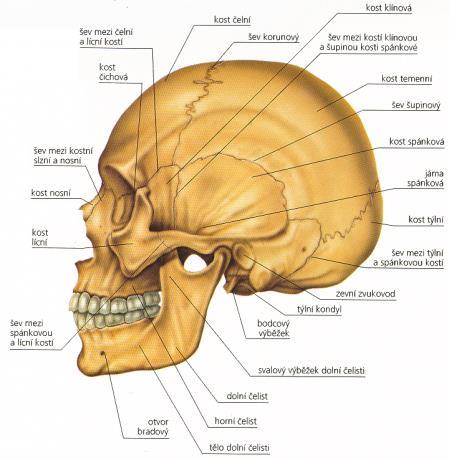 1 Anatomie hlavy a krku 1.1 Kosti Lebka (Cranium) Spojení několika kostí, které chrání mozek (mozková část, neurocranium) a tvoří kostru obličeje (obličejová část, splachnocranium).