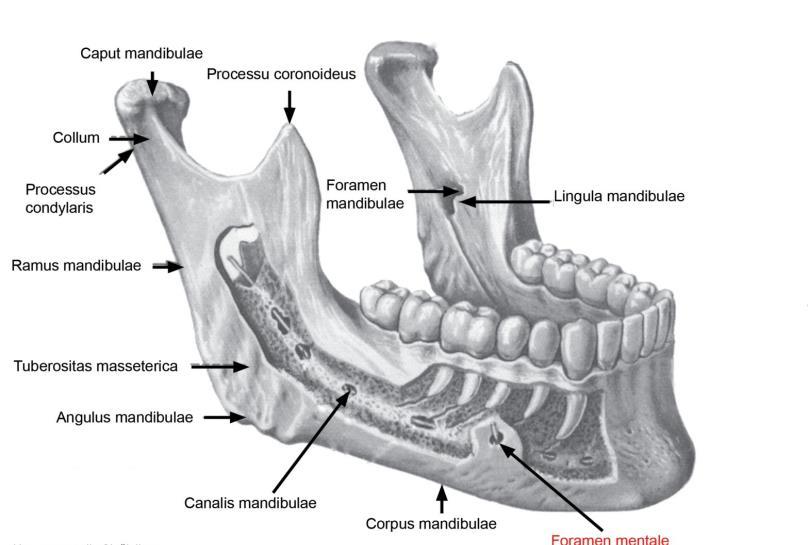 Dolní čelist (Mandibula) Dolní čelist s alveolárním výběžkem (processus alveolaris) je lůžkem pro zuby (Alveoli dentales) a obsahuje přepážky mezi nimi (Septa alveolaria).