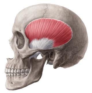 Spánkový sval (Musculus temporalis) Silný elipsovitý, plochý sval.