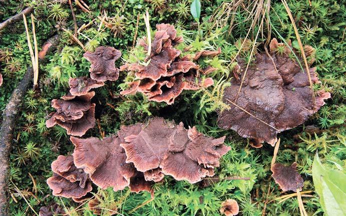 Lošákovec nahloučený Hydnellum cumulatum, údolí Vydry, Šumava, 23. 9. 2014 leg. J. Holec et T.