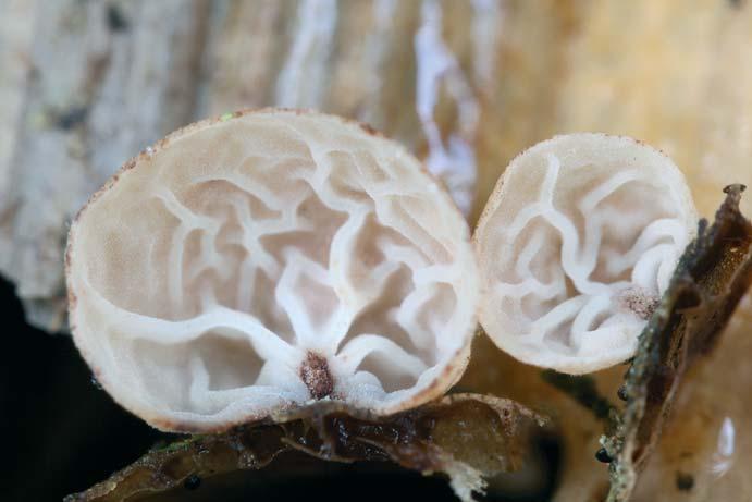 Špička orobincová Gloiocephala menieri. Detail hymenia. Chabařovice, malá bezejmenná nádrž, na tlejících částech stonků orobince úzkolistého nad vodní hladinou, 13. 7. 2015, foto M. Kříž.