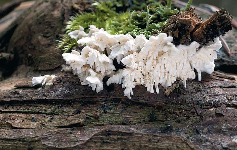 P. Dřevojan, D. Dvořák a J. Salaš: Zubateček zavěšený na Moravě Zubateček zavěšený Irpicodon pendulus. Šalmanovice, těsně za hranicí NPR Červené blato, podmáčená smrčina, padlý kmen Pinus sp., 12. X.