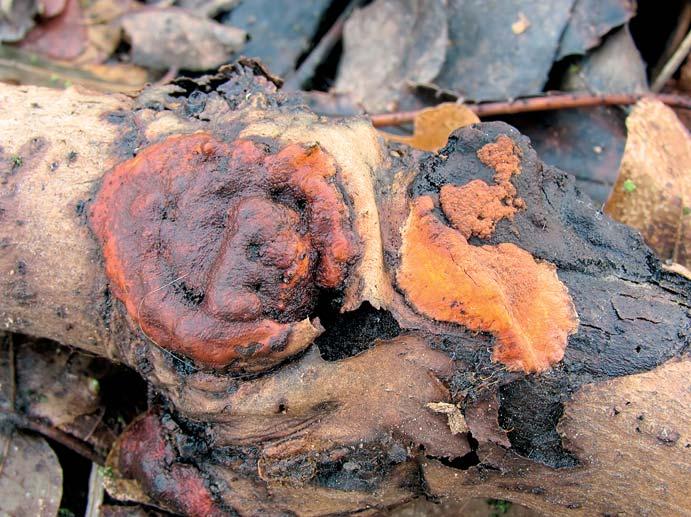R. Maňák: Hypoxylon ticinense zajímavý druh pyrenomycetu Obr. 2. Stromata H. ticinense v různém stadiu vývoje. Vpravo přerůstá zcela mladé stroma (jasně oranžové) staré a již zcela černé stroma.