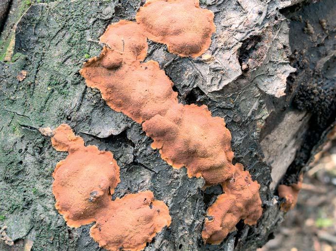 Obr. 3. Početná zvlněná stromata na padlém kmenu Prunus spinosa. PR Písečný rybník, 9. 11. 2014, foto R.