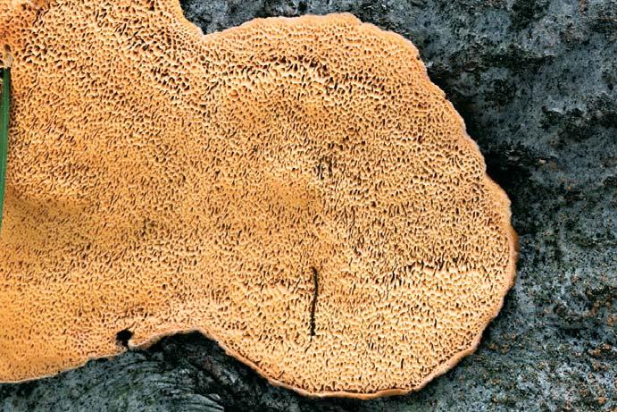 Oranžovec vláknitý Pycnoporellus fulgens. PR Prameniště Teplé, na olši šedé, 29. X. 2015 leg. et det. L. Hejl, foto L. Hejl. Pycnoporellus fulgens (Fr.) Donk oranžovec vláknitý Na mrtvém dřevě, 4. VI.
