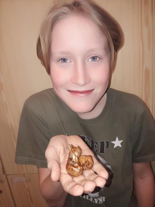 Kateřina Ulrychová ZŠ Vejrostova se letos poprvé zapojila do projektu Krokus V polovině listopadu v rámci biologického praktika vysadili žáci 7. a 8.