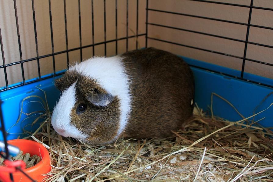 Aby mu nebylo smutno, věnovala nám Hanička i kamarádku Rozinku, která je sice o