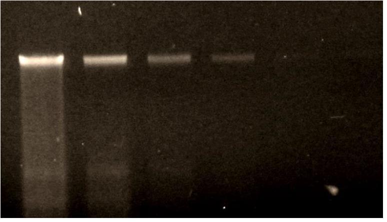 (2) Citlivost Bylo připraveno sériové ředění kultury Staphylococcus aureus (ATCC27154) v rozmezí 109-101 kopií / ml). 200 μl vzorku byl extrahován a eluován do 100 μl.