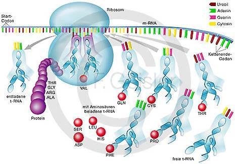 RNA