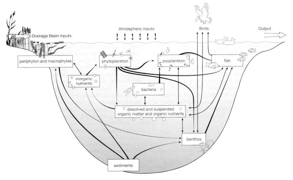 Oxid uhličitý (CO 2 ) CO 2 dýchající organismy volný oxid uhličitý H 2 CO 3 * srážky