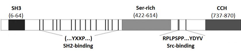 2.2 P130Cas p130cas (Crk-associated substrate, CAS) is a protein of integrin signalling and was first identified as a 130kDa protein that showed significant tyrosine phosphorylation and tight