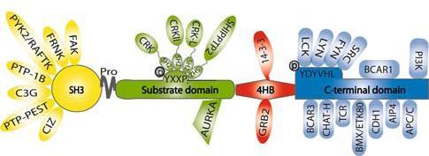 Figure 2.4 A domain structure of CAS protein with mapped interacting partners (Tikhmyanova, 2010