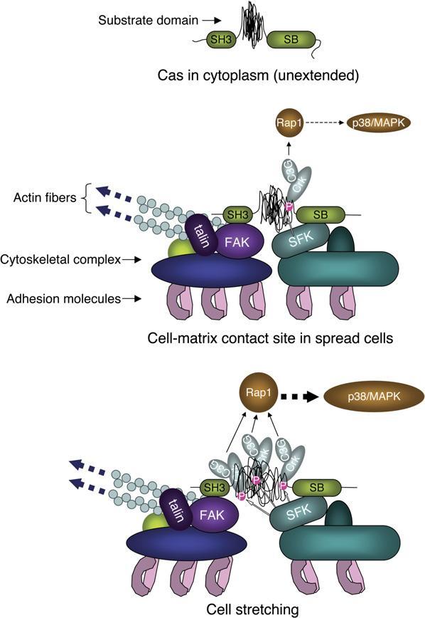 Figure 2.5 Model of mechanosensory role of p130cas in focal adhesions. CAS mediates its mechanosensory role via tyrosine phosphorylation of its susbtrate domain.