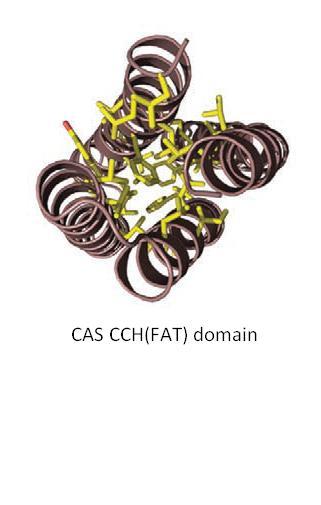 This interaction resembles the α2-α3 binding site used by FAK and Pyk2 to bind paxillin (Hoellerer et al., 2003; Lulo et al., 2009).