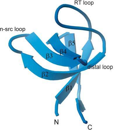 by network of hydrogen bonds (Wisniewska et al., 2005). The hydrophobic peptide ligand binding cleft of CAS SH3 domain is formed by notably conserved residues, namely Lys9, Tyr10, Gln19, Trp41, Pro54.