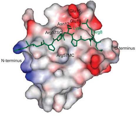 Globular structure is created of two perpendicular antiparallel β-sheets made of three β-strands each (β2, β1, β5 and β2, β3, β4). First two strands, β1 and β2 are linked by RT loop.