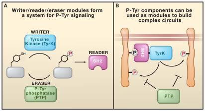 domain, reader and phoshotyrosine phosphatases, eraser create a three part toolkit that is common in distinct cellular platforms and a combination of these three modules can lead to higher-order