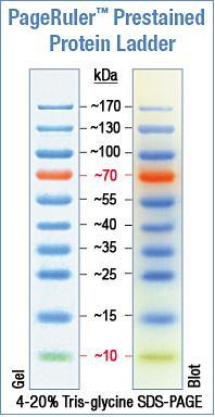 Rabbit Anti-Mouse IgG (H+L) peroxidase-conjugated (ImmunoResearch) Goat anti-rabbit IgG (H+L), Alexa Fluor 546 (Invitrogen) Goat anti-mouse IgG (H+L), Alexa Fluor 633(Invitrogen) 3.