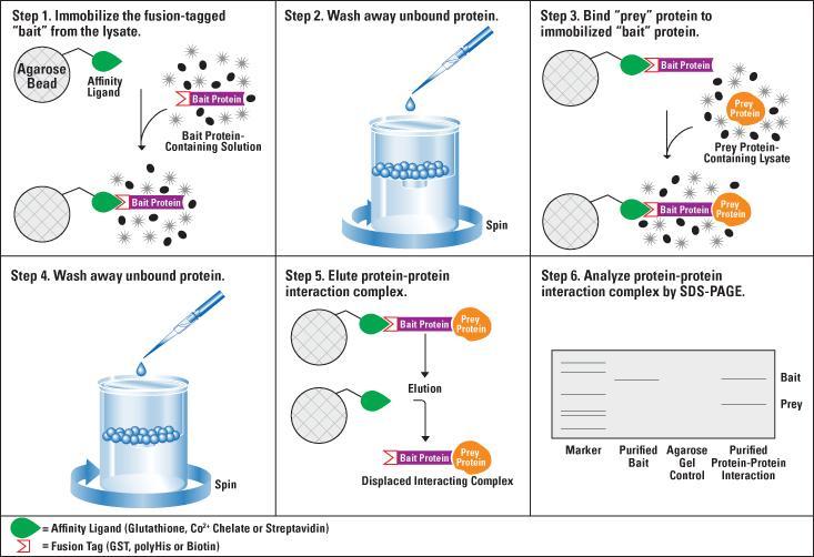 LB2 buffer 10x diluted LB1 4.4.2 Pull-down assay The pull down assay is an in vitro method used to determine a physical interaction between two proteins.