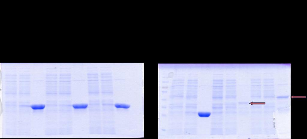 Figure 5.2 Illustration of CAS anchoring domains expression and purification.