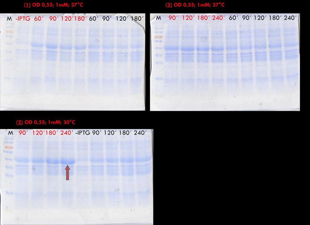 culture approximately to OD 600 =0.5. Transfer the culture to 30 C and after few minutes (10-15min) induce the protein expression with 1mM IPTG. Incubate the cell culture for 4 hours (Figure 5.