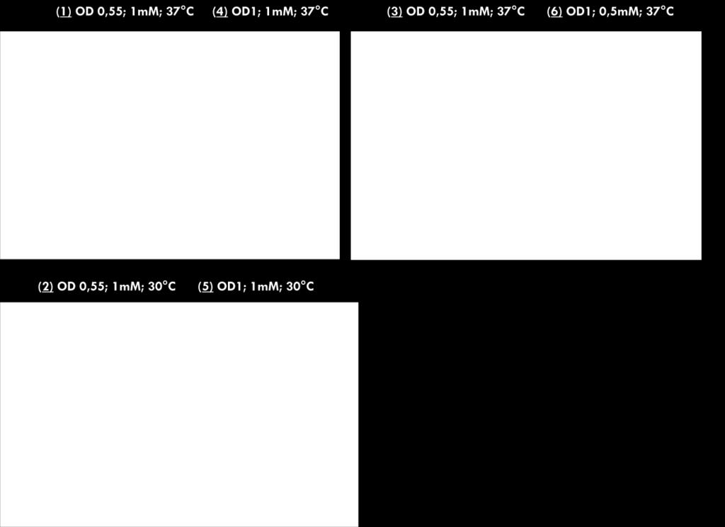 3 SDS-PAGE electrophoresis of samples used for optimizing the expression conditions of GST-Hl recombinant protein.