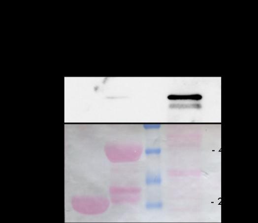 of Cas-family proteins, interacts with itself and that extreme C-terminal part of the protein is responsible for the homodimerization (Law et al., 1996; Law et al., 1999).