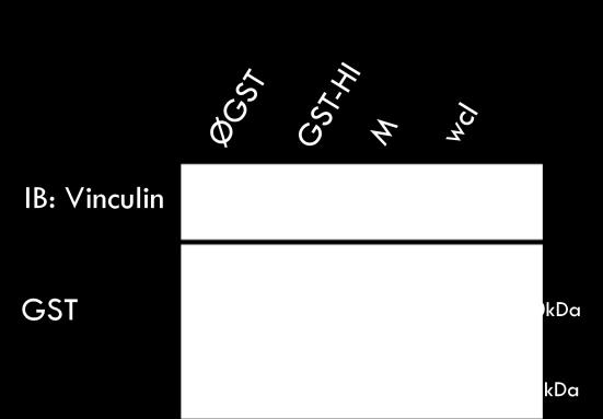 binding sequence (VBS) 2 and 3 (Garron et al., 2009).
