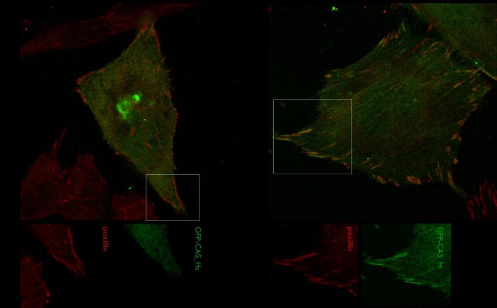 Figure 5.6. A 46 amino-acid-region prior to pure helical part of CAS CCH domain is essential for localizing the CAS CCH into focal adhesions.