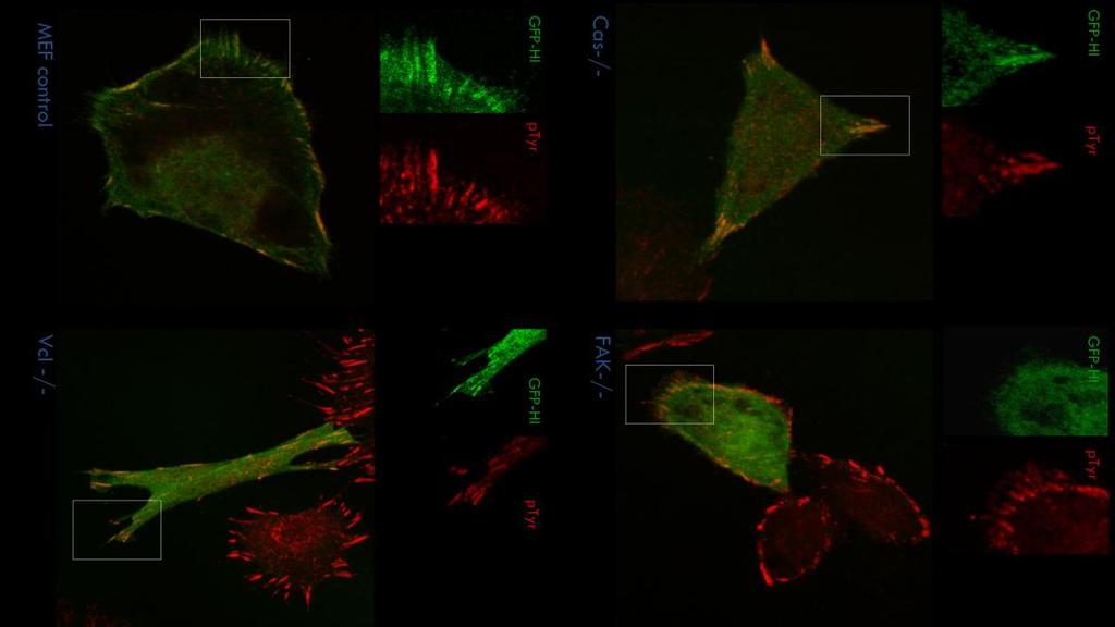 % of FA localized CAS-CCH A) B) Localization of CAS-CCH into FA 1,2 1 0,8 0,6 0,4 0,2 0 MEF GFP-Hl MEF GFP-Hs Fak-/- GFP-Hl Vcl-/- GFP-Hl Cas-/- GFP-Hl Cell line, GFP-CCh variant Figure 5.