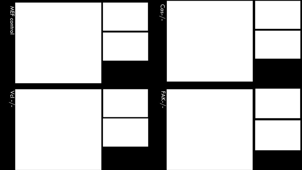 (A) The localization of CAS CCH long variant (GFP-Hl) was analysed in four different cell lines: MEF and derived Cas-/-, Vcl-/- and FAK-/- (decsribed always left from each panel).